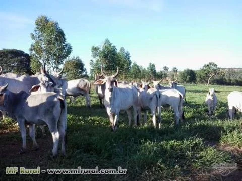Vacas Guzerá PO