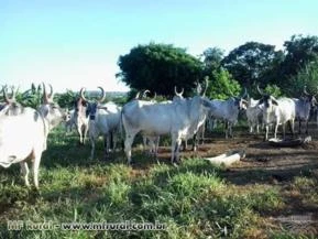 Vacas Guzerá PO