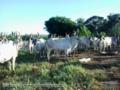 Vacas Guzerá PO Imagem Vacas Guzerá PO