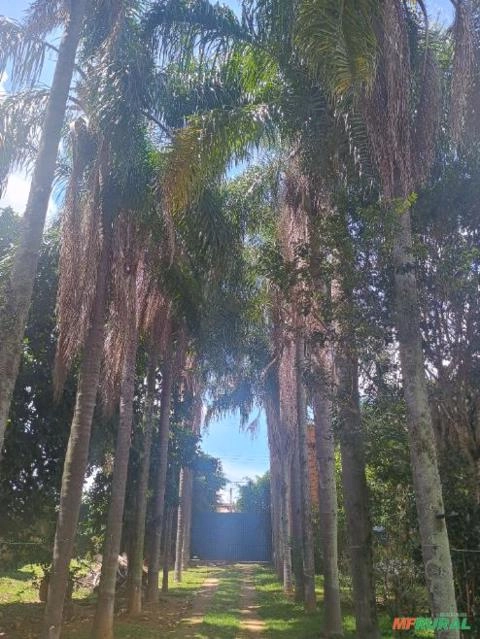 Coqueiro adulto Imagem Coqueiro adulto