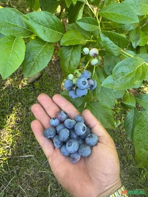 Mirtilo orgânico congelado Imagem Mirtilo orgânico congelado