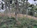 Vende-se árvores adultas de Mogno africano (khaya ivorensis) Imagem Vende-se árvores adultas de Mogno africano (khaya ivorensis)