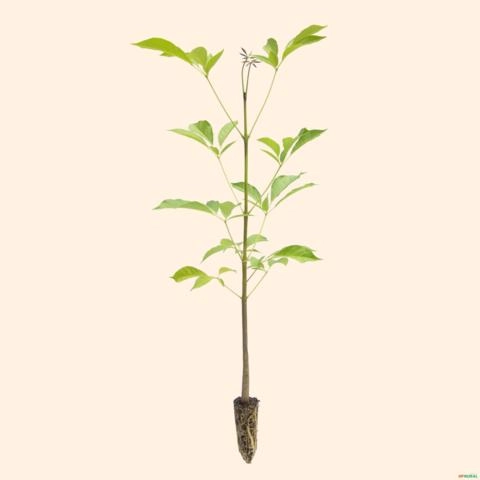 Kit 50 Mudas De Ipê Rosa Tabebuia Pentaphylla Imagem Kit 50 Mudas De Ipê Rosa Tabebuia Pentaphylla