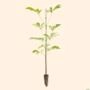 Kit 50 Mudas De Ipê Rosa Tabebuia Pentaphylla Imagem Kit 50 Mudas De Ipê Rosa Tabebuia Pentaphylla