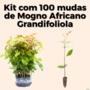 Kit 100 Mudas De Mogno Africano Khaya Grandifoliola Imagem Kit 100 Mudas De Mogno Africano Khaya Grandifoliola