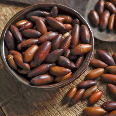 Kit 50 Mudas de Cumaru Imagem Kit 50 Mudas de Cumaru