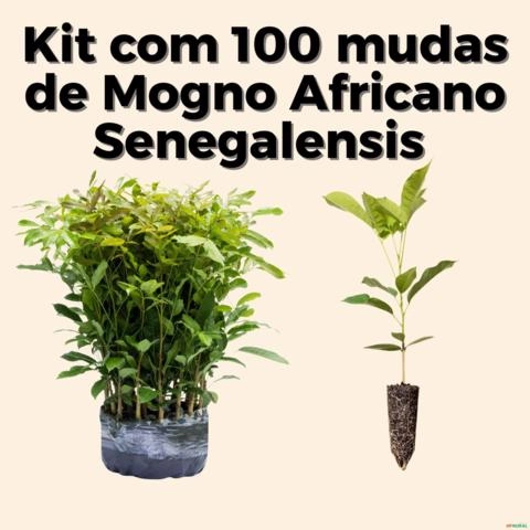 Kit 100 Mudas De Mogno Africano Khaya Senegalensis Imagem Kit 100 Mudas De Mogno Africano Khaya Senegalensis