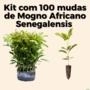 Kit 100 Mudas De Mogno Africano Khaya Senegalensis Imagem Kit 100 Mudas De Mogno Africano Khaya Senegalensis