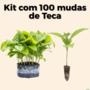 Kit 100 mudas de Teca Tectona Grandis Imagem Kit 100 mudas de Teca Tectona Grandis