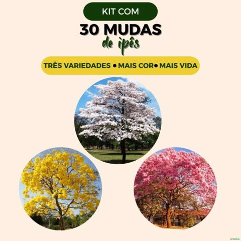 Kit variado 30 Mudas de Ipês - Branco, Rosa e Amarelo Imagem Kit variado 30 Mudas de Ipês - Branco, Rosa e Amarelo