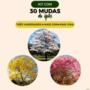 Kit variado 30 Mudas de Ipês - Branco, Rosa e Amarelo Imagem Kit variado 30 Mudas de Ipês - Branco, Rosa e Amarelo
