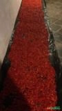 Pimenta Malagueta Imagem Pimenta Malagueta