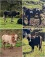 Lote de Gado – 4 Animais (1 Touro, 1 Garrote, 1 Novilha Anelorada e 1 Garrote Gabiru) Imagem Lote de Gado – 4 Animais (1 Touro, 1 Garrote, 1 Novilha Anelorada e 1 Garrote Gabiru)