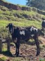 Lote de Gado – 4 Animais (1 Touro, 1 Garrote, 1 Novilha Anelorada e 1 Garrote Gabiru) Imagem Lote de Gado – 4 Animais (1 Touro, 1 Garrote, 1 Novilha Anelorada e 1 Garrote Gabiru)