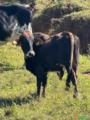 Lote de Gado – 4 Animais (1 Touro, 1 Garrote, 1 Novilha Anelorada e 1 Garrote Gabiru) Imagem Lote de Gado – 4 Animais (1 Touro, 1 Garrote, 1 Novilha Anelorada e 1 Garrote Gabiru)