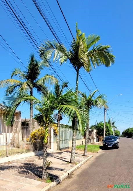 Coqueiros a venda Imagem Coqueiros a venda