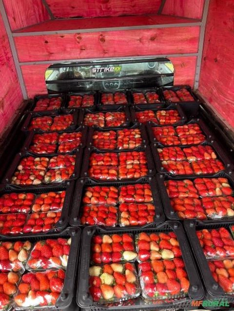 Morangos Selecionados de Alta Qualidade – Direto de Minas Gerais Imagem Morangos Selecionados de Alta Qualidade – Direto de Minas Gerais