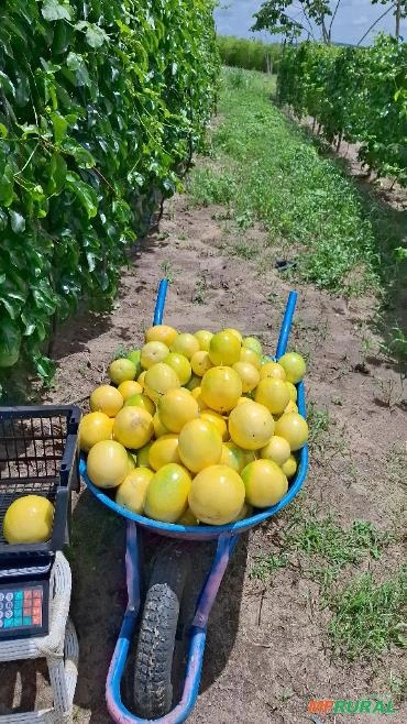 Maracujá Imagem Maracujá