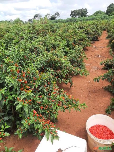 Pimenta malagueta Imagem Pimenta malagueta