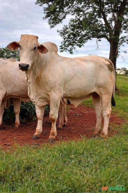 Venda de Touros Nelore Po Imagem Venda de Touros Nelore Po