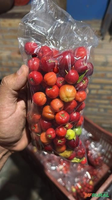 Acerola Imagem Acerola