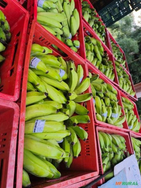 Banana prata orgânica Imagem Banana prata orgânica