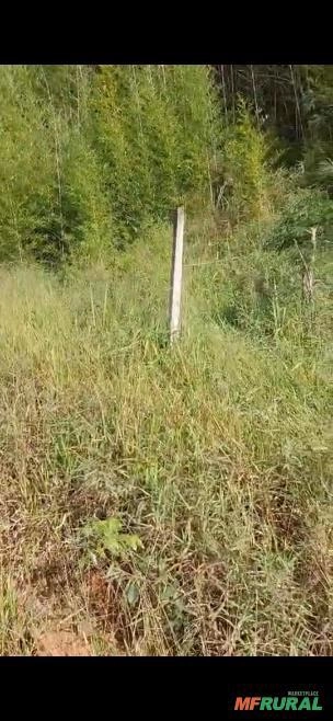 Bambuzinho para Retirada GRATUITA Imagem Bambuzinho para Retirada GRATUITA