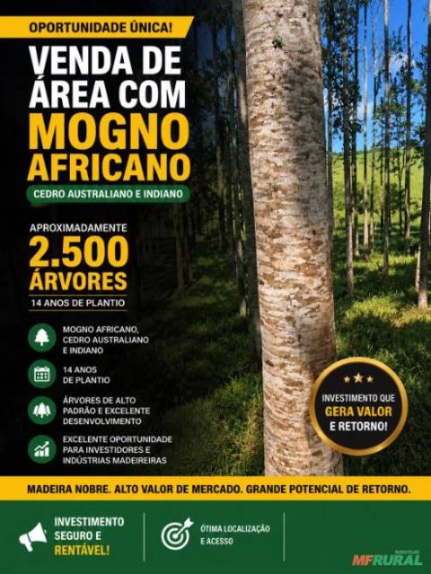 Floresta com 2.500 Árvores de Mogno Africano e Cedros Prontas para Investimento e Exploração Imagem Floresta com 2.500 Árvores de Mogno Africano e Cedros Prontas para Investimento e Exploração
