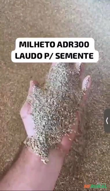 Vende-se semente de milheto Imagem Vende-se semente de milheto