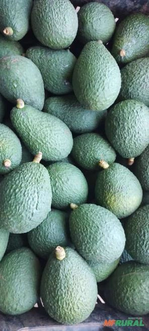 Abacate avocado tipo exportação Imagem Abacate avocado tipo exportação