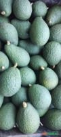 Abacate avocado tipo exportação Imagem Abacate avocado tipo exportação