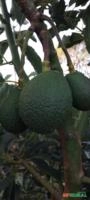 Abacate avocado tipo exportação Imagem Abacate avocado tipo exportação