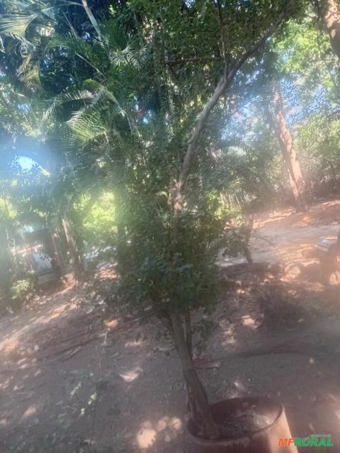 Jabuticabeira adulta de excelente qualidade e produtividade já produziu este ano Imagem Jabuticabeira adulta de excelente qualidade e produtividade já produziu este ano