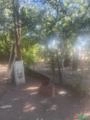 Jabuticabeira adulta de excelente qualidade e produtividade já produziu este ano Imagem Jabuticabeira adulta de excelente qualidade e produtividade já produziu este ano