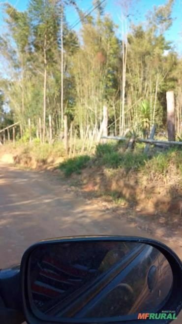 Bambu do reino Imagem Bambu do reino