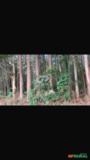Floresta de Eucalipto 16 hectares– Jacuí/MG Imagem Floresta de Eucalipto 16 hectares– Jacuí/MG
