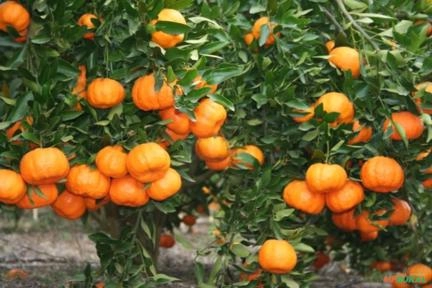 Bergamota POKAN Imagem Bergamota POKAN