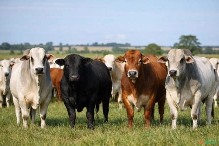 GADO DE CORTE EXPORT (Live Cattle for Export) Imagem GADO DE CORTE EXPORT (Live Cattle for Export)