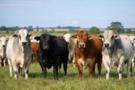 GADO DE CORTE EXPORT (Live Cattle for Export) Imagem GADO DE CORTE EXPORT (Live Cattle for Export)