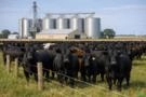GADO DE CORTE EXPORT (Live Cattle for Export) Imagem GADO DE CORTE EXPORT (Live Cattle for Export)