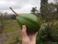 Abacate Quintal Imagem Abacate Quintal