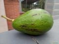 Abacate Quintal Imagem Abacate Quintal