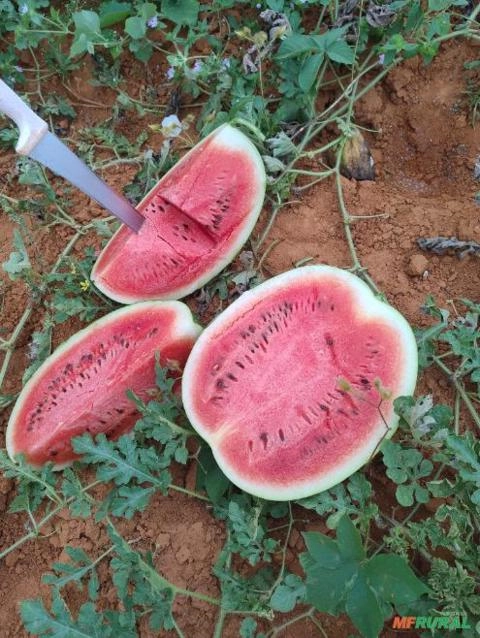 Tenho 3 hectares de melancia 🍉 manchetes pra saí de Quarta pra sexta ente dia 4 o 5 Imagem Tenho 3 hectares de melancia 🍉 manchetes pra saí de Quarta pra sexta ente dia 4 o 5