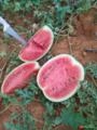 Tenho 3 hectares de melancia 🍉 manchetes pra saí de Quarta pra sexta ente dia 4 o 5 Imagem Tenho 3 hectares de melancia 🍉 manchetes pra saí de Quarta pra sexta ente dia 4 o 5