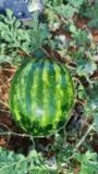 Tenho 3 hectares de melancia 🍉 manchetes pra saí de Quarta pra sexta ente dia 4 o 5 Imagem Tenho 3 hectares de melancia 🍉 manchetes pra saí de Quarta pra sexta ente dia 4 o 5