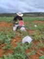 Tenho 3 hectares de melancia 🍉 manchetes pra saí de Quarta pra sexta ente dia 4 o 5 Imagem Tenho 3 hectares de melancia 🍉 manchetes pra saí de Quarta pra sexta ente dia 4 o 5