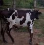 NOVILHAS PRENHAS Imagem NOVILHAS PRENHAS