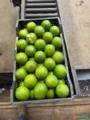 Laranja pera Imagem Laranja pera