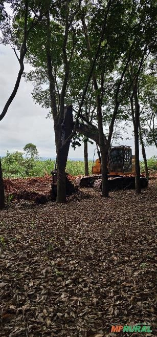 Arranquio em Área de Seringueira Imagem Arranquio em Área de Seringueira