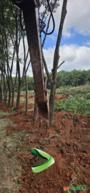 Arranquio em Área de Seringueira Imagem Arranquio em Área de Seringueira